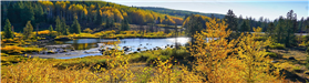 Aspens with pond by Allen Golden