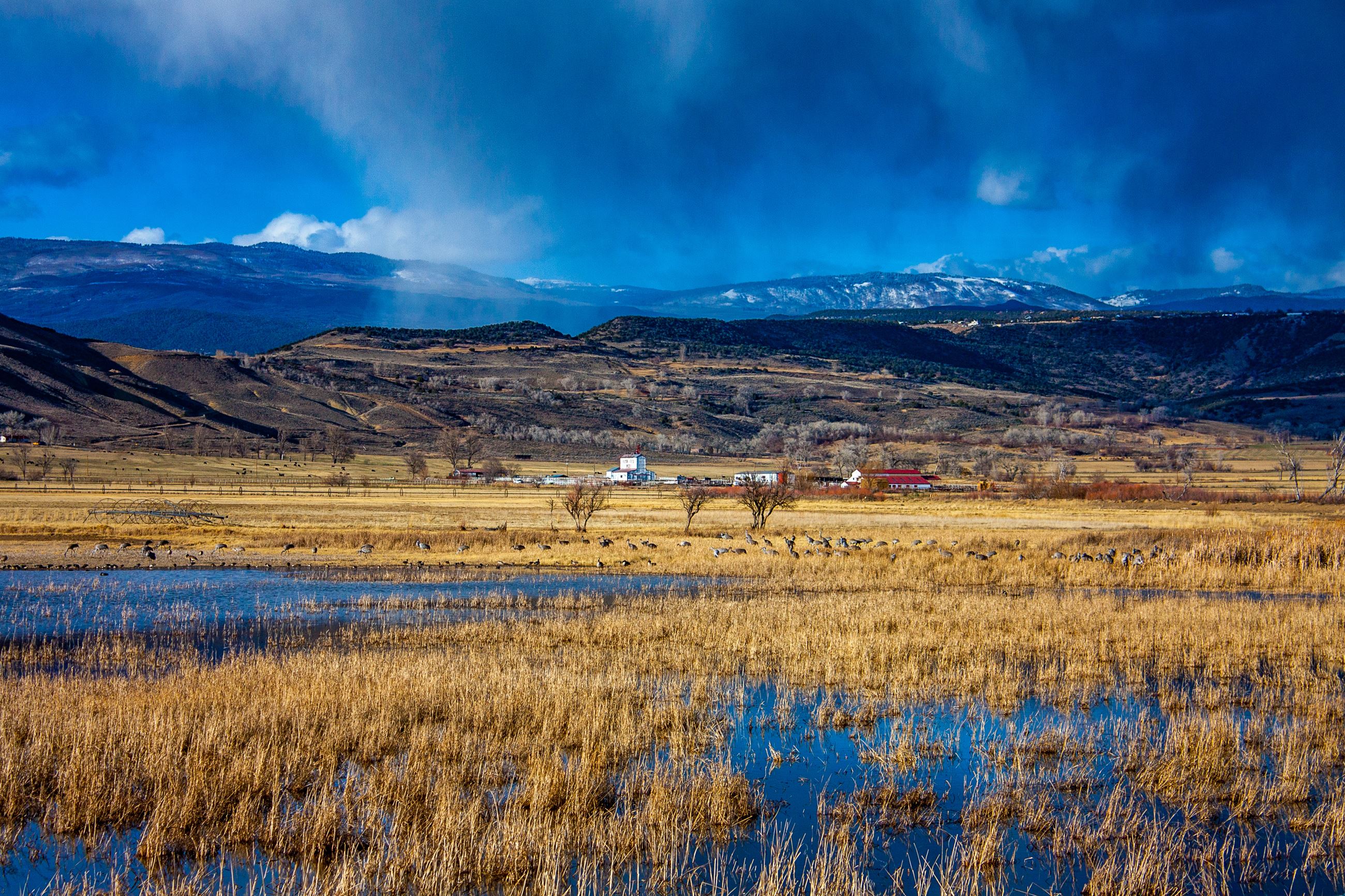 Grand Mesa with sandhill cranes by Jennifer Nichols