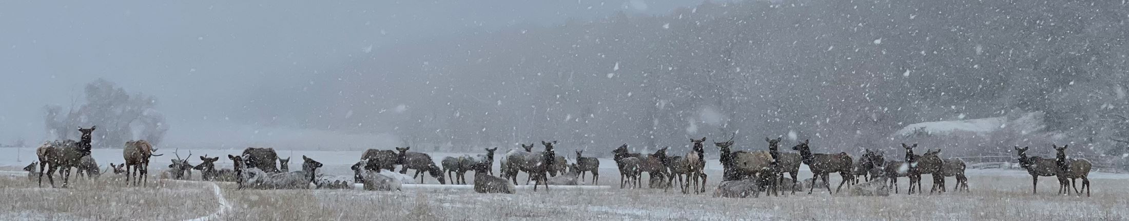 Elk in winter by Kris Stewart