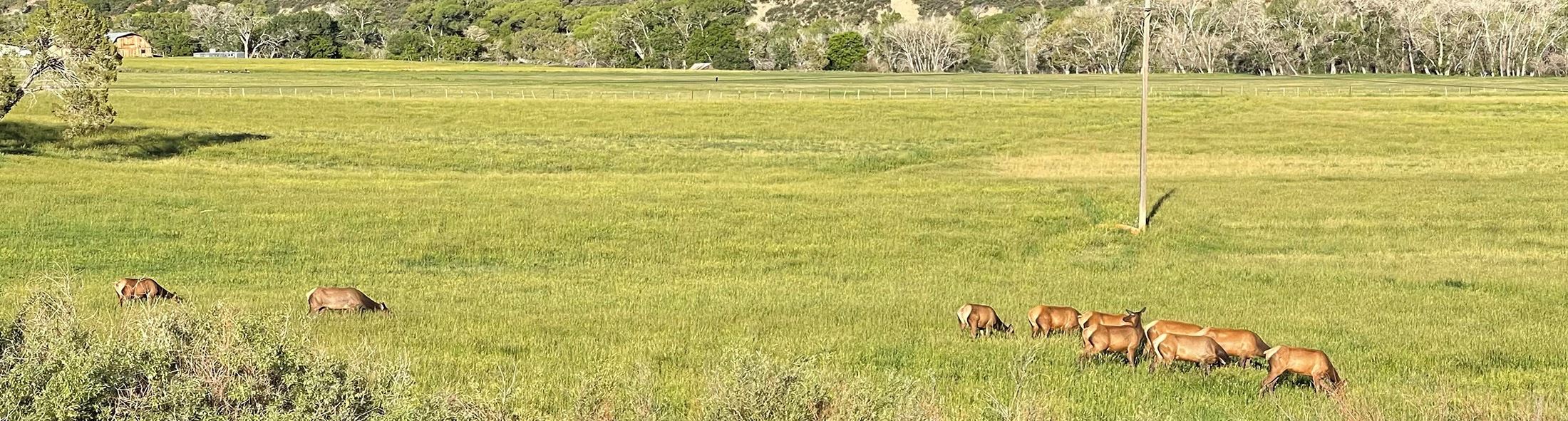 Elk grazing in hay field