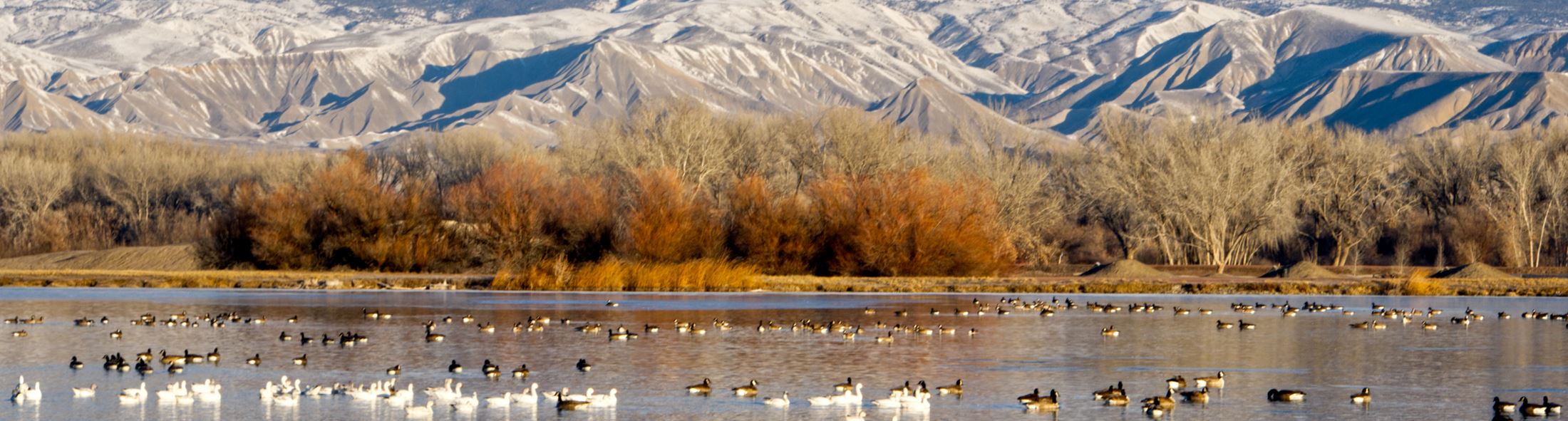 Winter geese on Confluence Lake by Kim Clemens