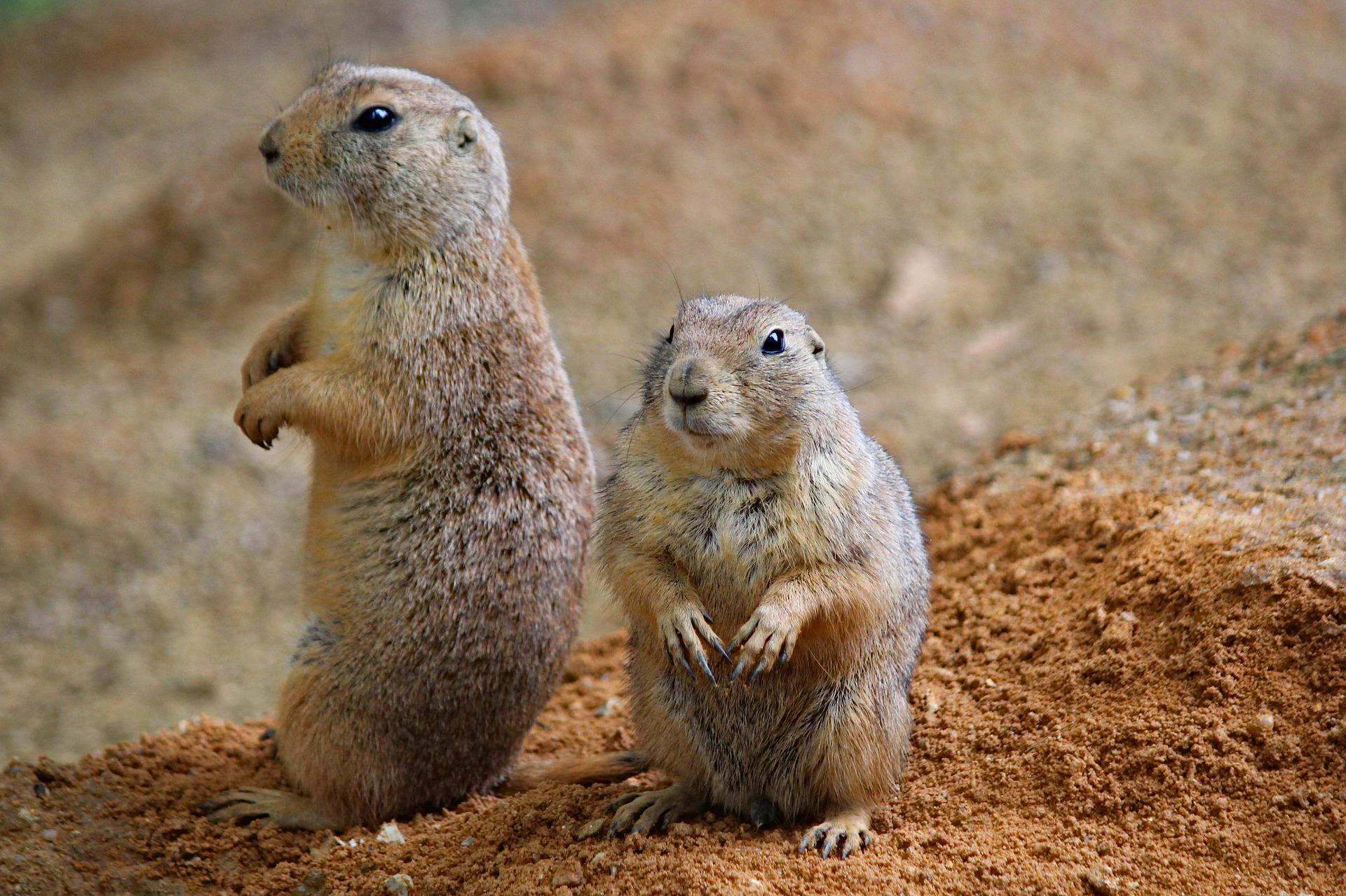 Prairie dogs