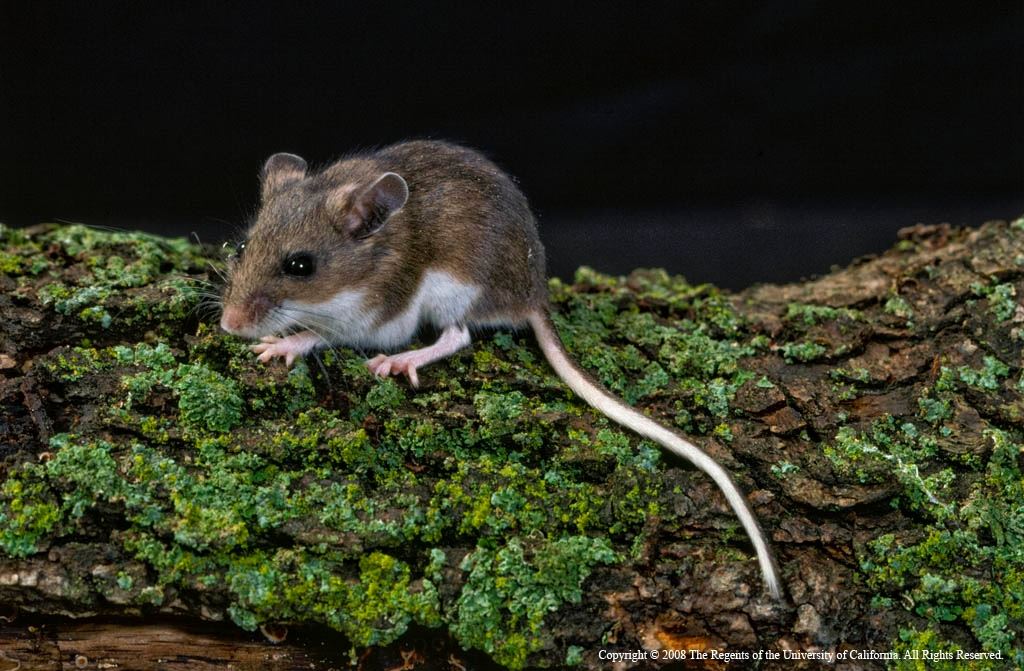 Deer Mouse